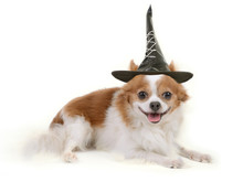 Little Dog With Black Witch Hat.