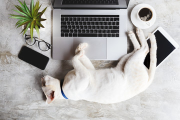 Poster - cat pet sleep on work desk