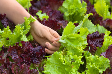 Wall Mural - hand picking lettuce in the garden