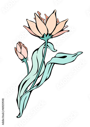 Lily flowers. Vector black contour with fill isolated on white