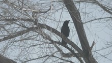 Crow Talking In A Winter's Tree