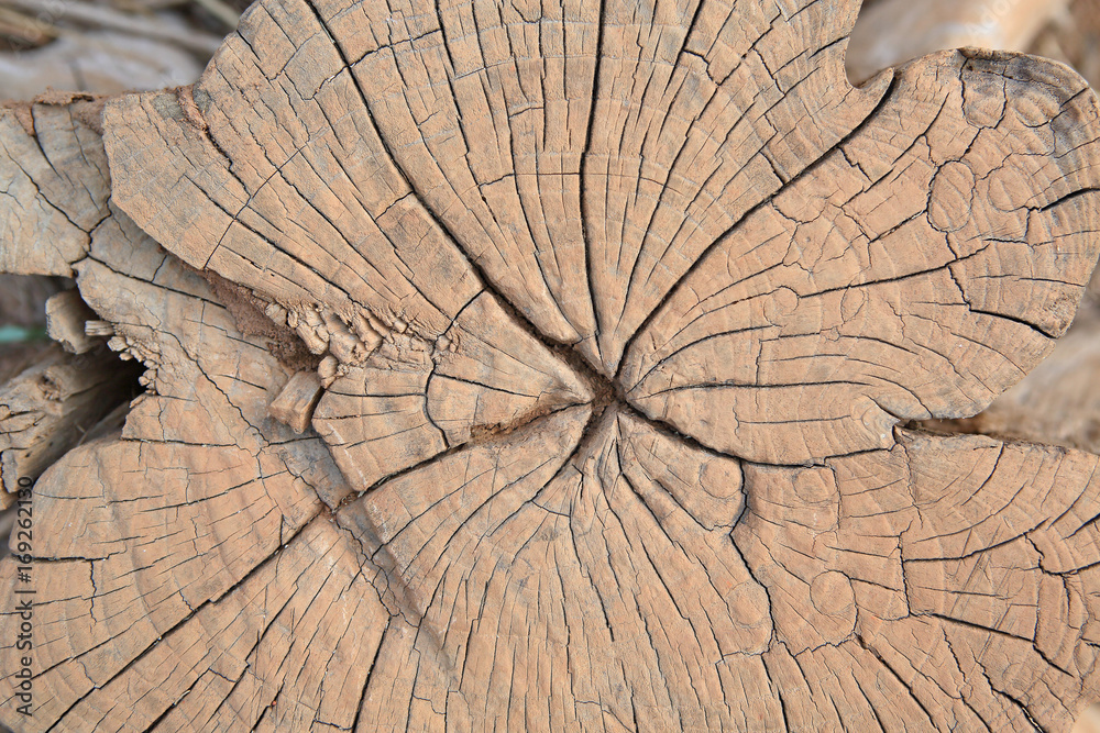 Tree Dried Section Cross section of dry tree stump. の Stock フォト | Adobe Stock