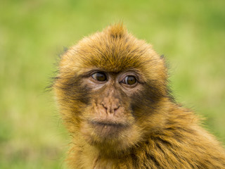 Mono de Gibraltar