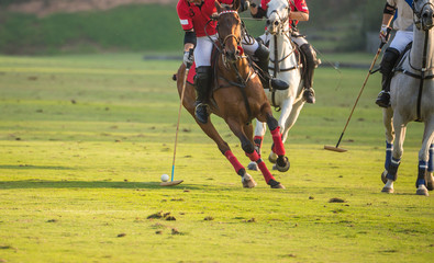 Wall Mural - The polo player hit polo ball with his polo stick in polo match.