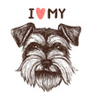 I love my schnauzer. Vector sketch illustration with hand drawn dog portrait.