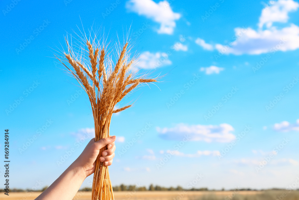 Woman holding bunch of spikelets on blue sky background