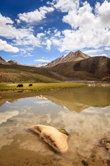 Poster - Yaks in Ladakh