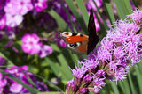 Fototapeta Londyn - purple flower background with butterfly peacock eye