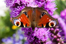 Background Butterfly Peacock Eye On Flower Purple Liatris Spicata