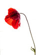 old isolated red poppy flower, white background. studio shot, closeup