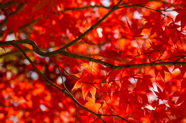 Wall Mural - Red autumn maple leaves on tree