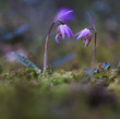 © zmachacek - Flower gate to fairytale land