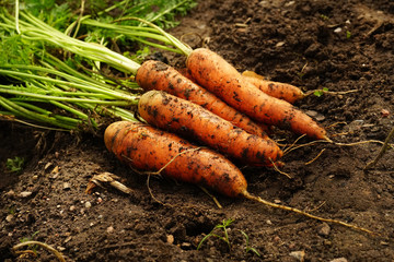 A bunch of fresh carrots with greens on the ground. A large juicy unwashed carrots   in the field against the background of the earth  close up.