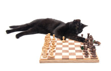 Black Cat Lying Next To A Chessboard, Knocking Down A Knight, On White Background