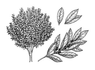 Canvas Print - bay laurel tree, branch and leaves.