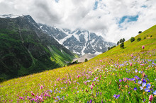 Flowering Alpine Meadows In The Caucasus