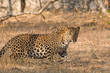 A dominant male leopard from jhalana forest area, jaipur