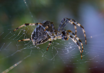 Araneus spider or garden spider on a web