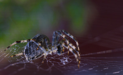 Araneus spider or garden spider on a web