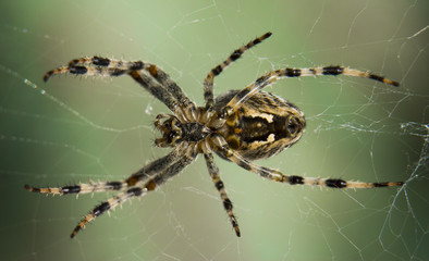 Araneus spider or garden spider on a web