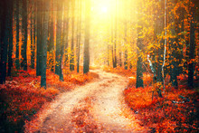 Autumn Scene. Beautiful Autumnal Park With Pathway. Fall Nature Scene
