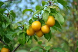 Śliwka mirabelka - Prunus domestica L.