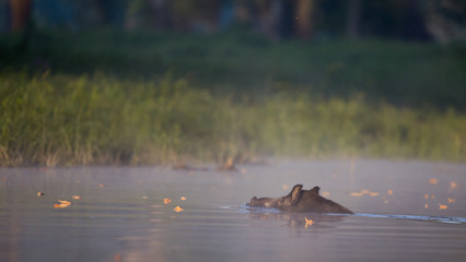 Poster - Wild boar swimming in water