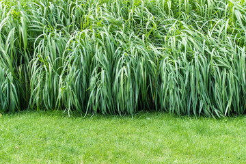 Wall Mural - background with lush garden foliage and green grass. backdrop with copy space.