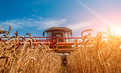 Combine harvester in action on wheat field. Process of gathering a ripe crop.