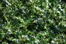 Leaves Of The Holly Bush Tree