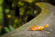 Brightly colored fall leaf on an old curving bridge