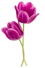 Two Lilac Tulip Flowers Isolated On White Background Cutout