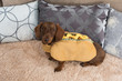 Miniature dachshund sitting on blanket in hot dog costume