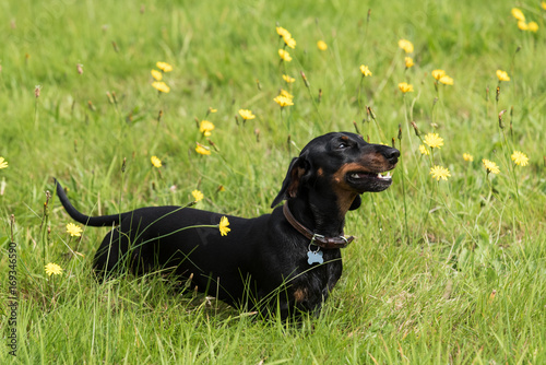 Black And Tan Smooth Haired Miniature Dachshund Standing In Field