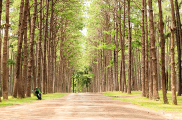 Motorcycle (big bike) parked on country road with pine trees.