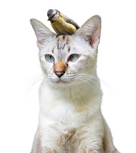 Unusual Pet Friendship Between A Cute Cat And Little Bird, Isolated On A White Background