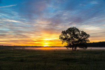 Canvas Print - Sunrise over field and tree