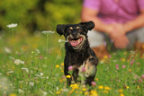 Fototapeta Kosmos - Kleiner schwarzer Hund rennt mit Mann im Hintergrund