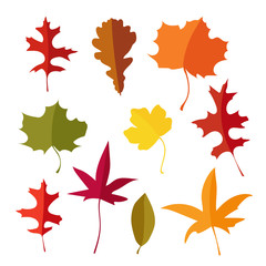 Wall Mural - Colorful set of autumn lmaple, oak and liquidambar leaves. Isolated icons, vector illustrations. Flat design.
