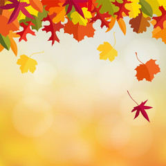 Wall Mural - autumn, fall card, invitation with maple and oak leaves and bokeh lights. modern blurred vector illu