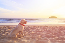White Dog Sitting On The Beach In Sunset Time
