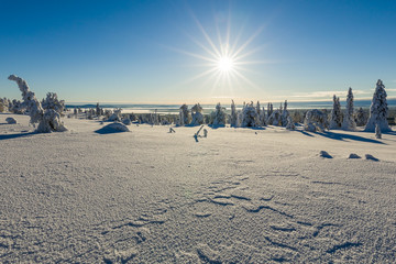 Wall Mural - Winter landscape in Lapland in Northern Finland