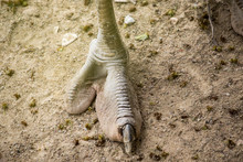 Image Of An Ostrich Foot On The Ground. Wild Animals.