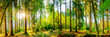 canvas print picture - Wonderful forest panorama with bright sun