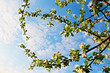 apple blossom and branches in the sky