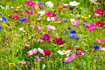 Wall Mural - Grußkarte - bunte Blumenwiese - Sommerblumen