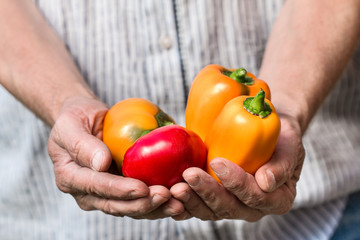 Farmer holding fresh peppers. Vegetables harvest