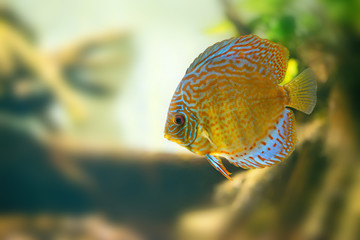 Wall Mural - Discus in aquarium