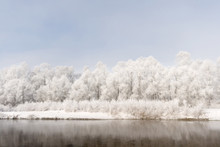 Plain Piedmont, Piedmont,Turin, Italy. Hoar Frost Trees On The Po River