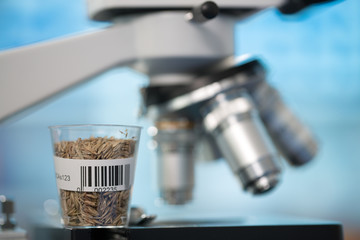 Wall Mural - Seeds and cereals in the laboratory of food quality